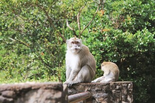 石台上休憩的两只猴子