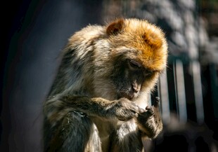 猴子低头专注摆弄物品