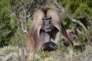 狮尾狒母子休憩
