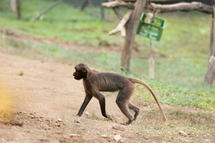 野外行走的猴子