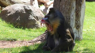 树下张嘴咆哮的狒狒