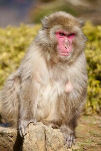 石上坐立的可爱猕猴