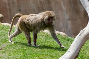 草地上行走的狒狒