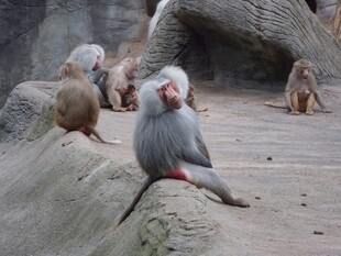 岩石上休憩的几只猴子