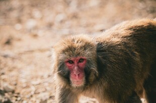 野外行走的猕猴