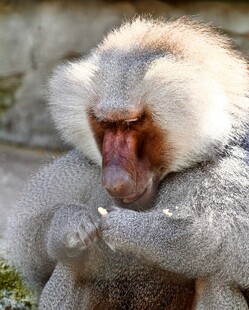 白眉猴专注进食瞬间