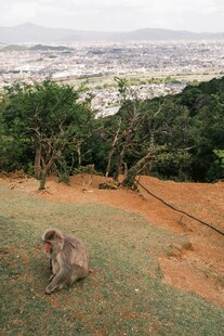 山坡上独坐的猴子