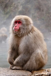 温泉中的日本雪猴