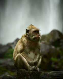 独坐的猴子