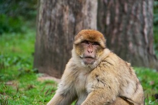 独坐草地的猴子