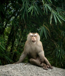 石上坐猴伴翠竹