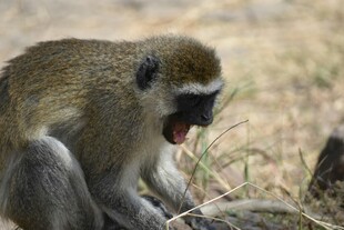 张嘴猴子坐于野外