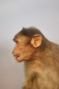 小猴侧面特写