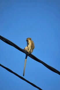 电线上的长尾猴