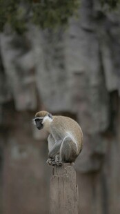 猴子蹲坐木桩上