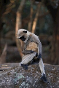 岩石上的长尾叶猴