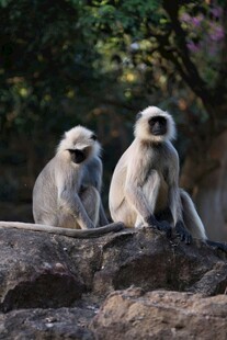 岩石上的两只猴子