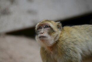 猴子特写