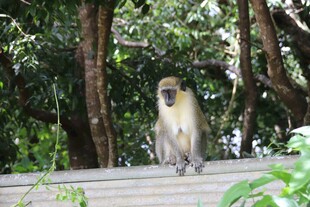 林间猴子站立木台
