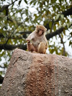 岩石上的猴子