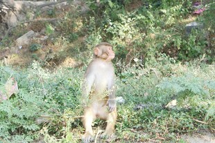 站立的猴子在自然环境中