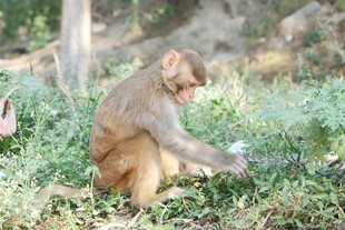 独坐草地的猴子