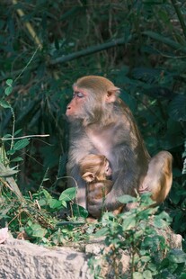 石上猕猴抱食于绿植间