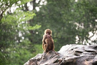 岩石上的小猴子