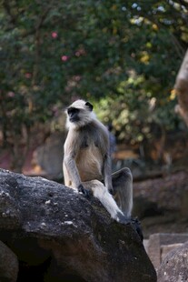 岩石上的长尾叶猴