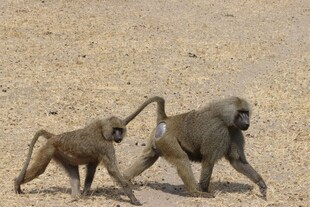 草原上的狒狒母子同行