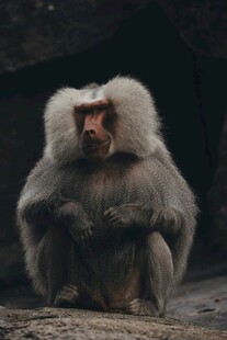 两只狒狒坐在一起