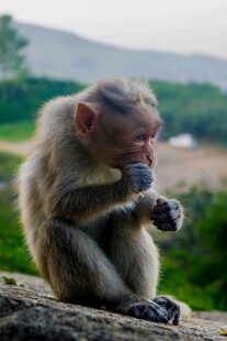 猴子坐石上手持物品