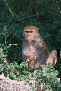 林间猴子母子温馨画面