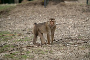 野外站立的猴子