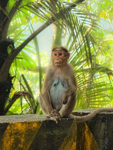 石台上的可爱小猴子