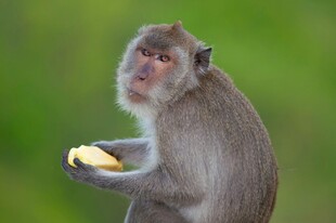猴子手持食物神情专注