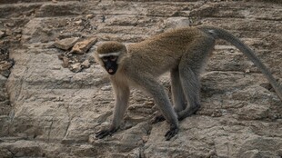 岩石上的长尾猴