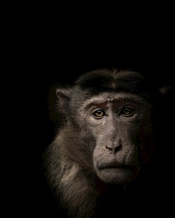 猴子特写肖像