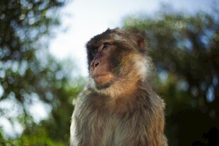 野外站立的猴子