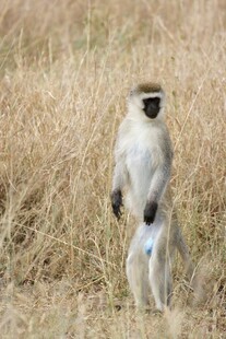 站立的猴子在枯黄草地