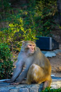 石上坐立的悠闲猴子
