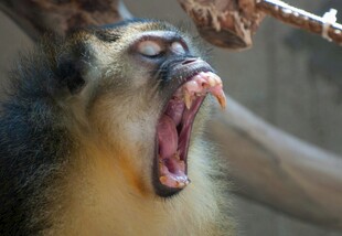 张嘴咆哮的猴子