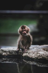 可爱小猴坐于水边石头上