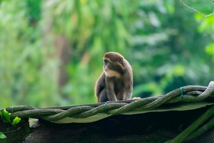 枝头小猴眺望绿意丛林