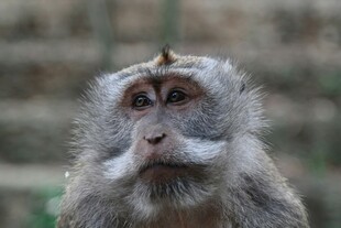 凝视的猕猴