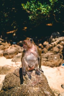 岩石上的猴子
