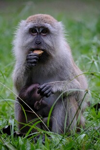 草地上进食的猴子