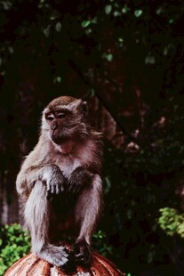 猴子端坐姿态可爱