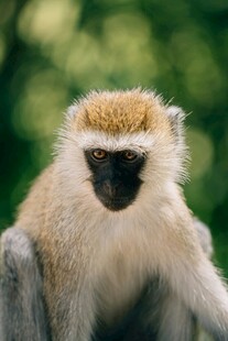 端坐的可爱狒狒