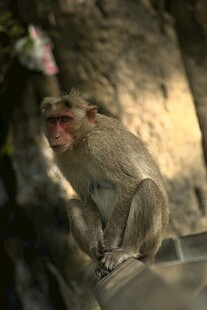 张嘴猴子坐于石间